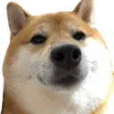 sigmadoge