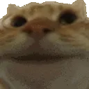 catnod