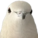yes