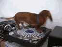 dachshundcricle