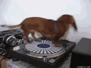 turntable turntable