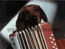 accordiondachshund