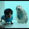 dogseal3