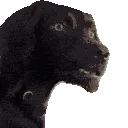 dogconfused