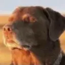 whendogdoesntbark