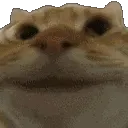 catno