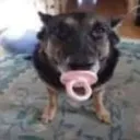 gsd