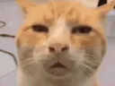 cat_what
