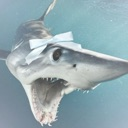 sillymakoshark Discord Emoji | 𝐟ailed abortion𝐬 ♡ !  .