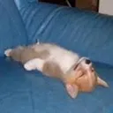 doguin