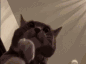 pA_catClap Discord emoji
