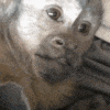 Riendo_FDB Discord emoji