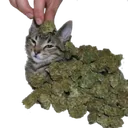 weed_cat