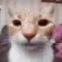 cat_ifear Discord Emoji | NitroLoot | Free Nitro Giveaways &  Community