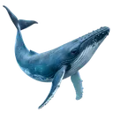 TsuTheGreatBlueWhale TsuTheGreatBlueWhale