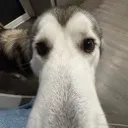 longnose