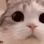 catLook