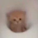 mini_cat_stare
