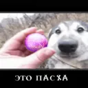 EasterDog