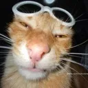 Chillcat