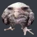 corujo