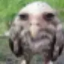 thatfuckingbirdthatI thatfuckingbirdthatI