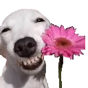Dog_giving_flower