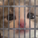 catjail Discord emoji