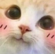 CatBlush Discord emoji