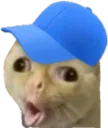 catcap