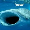 whaleshark_gaspingshocked