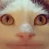 PoliteSTARE Discord emoji