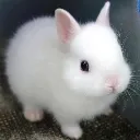 LIL_GUY