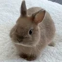 Critter Critter