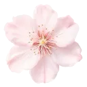 flowerpink