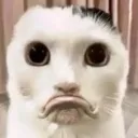 sadcat
