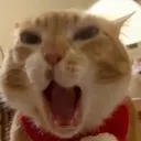 catPog