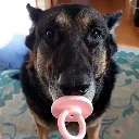dog dog