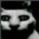 darkcat