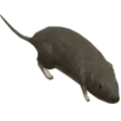 rat