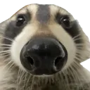 raccoon