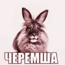cheremcha