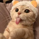 hlywd_cathat