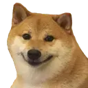 doggo