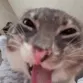 z_CatFreaky