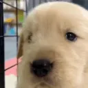 hey_guys_have_you_seen_this_dog hey_guys_have_you_seen_this_dog