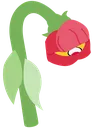 wilted_carnation