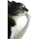 kittythink