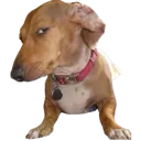 sideeye