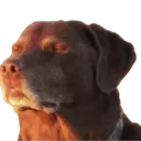 imcooked